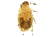  (Leiodes puncticollis - BIOUG10144-E02)  @15 [ ] CreativeCommons - Attribution (2015) CBG Photography Group Centre for Biodiversity Genomics