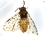 (Neodiprion abietis - BIOUG10340-C06)  @14 [ ] CreativeCommons - Attribution (2014) CBG Photography Group Centre for Biodiversity Genomics