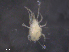  ( - BIOUG10774-D01)  @11 [ ] CreativeCommons - Attribution (2019) CBG Photography Group Centre for Biodiversity Genomics