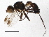  (Sepsis secunda - BIOUG03137-C09)  @14 [ ] CreativeCommons - Attribution (2013) CBG Photography Group Centre for Biodiversity Genomics