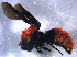  ( - BIOUG06460-D09)  @13 [ ] CreativeCommons - Attribution (2014) CBG Photography Group Centre for Biodiversity Genomics