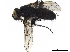  ( - BIOUG20867-A10)  @12 [ ] CreativeCommons - Attribution (2019) CBG Photography Group Centre for Biodiversity Genomics
