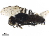  ( - BIOUG20870-E11)  @12 [ ] CreativeCommons - Attribution (2019) CBG Photography Group Centre for Biodiversity Genomics
