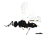  ( - BIOUG20901-D03)  @13 [ ] CreativeCommons - Attribution (2015) CBG Photography Group Centre for Biodiversity Genomics