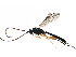  ( - BIOUG20673-C03)  @15 [ ] CreativeCommons - Attribution (2015) CBG Photography Group Centre for Biodiversity Genomics
