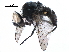 ( - BIOUG21108-A08)  @15 [ ] CreativeCommons - Attribution (2017) CBG Photography Group Centre for Biodiversity Genomics