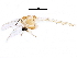  (Cladopelma viridulum - BIOUG21252-F02)  @14 [ ] CreativeCommons - Attribution (2015) CBG Photography Group Centre for Biodiversity Genomics