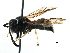  (Ancistrocerus catskill-group - BIOUG21499-G12)  @14 [ ] CreativeCommons - Attribution (2016) CBG Photography Group Centre for Biodiversity Genomics