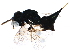  ( - BIOUG21595-B08)  @13 [ ] CreativeCommons - Attribution (2016) CBG Photography Group Centre for Biodiversity Genomics