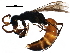 ( - BIOUG21596-B05)  @13 [ ] CreativeCommons - Attribution (2016) CBG Photography Group Centre for Biodiversity Genomics