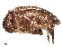  ( - BIOUG21600-D05)  @11 [ ] CreativeCommons - Attribution Share - Alike (2025) CBG Photography Group Centre for Biodiversity Genomics
