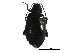  (Phyllotreta - BIOUG21334-F03)  @15 [ ] CreativeCommons - Attribution (2016) CBG Photography Group Centre for Biodiversity Genomics