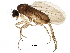  ( - BIOUG18754-C03)  @11 [ ] CreativeCommons - Attribution (2016) CBG Photography Group Centre for Biodiversity Genomics