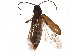  (Phymatodes aeneus - BIOUG18893-C04)  @14 [ ] CreativeCommons - Attribution (2015) CBG Photography Group Centre for Biodiversity Genomics