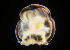  ( - BIOUG19284-C06)  @11 [ ] CreativeCommons - Attribution Non-Commercial Share-Alike (2015) Peter J. Bryant University of California, Irvine
