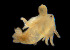  ( - BIOUG19284-C11)  @11 [ ] CreativeCommons - Attribution Non-Commercial Share-Alike (2015) Peter J. Bryant University of California, Irvine