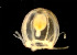  ( - BIOUG19285-A05)  @11 [ ] Unspecified (default): All Rights Reserved (2015) Peter J. Bryant University of California, Irvine