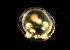  ( - BIOUG19289-G11)  @11 [ ] Unspecified (default): All Rights Reserved (2016) Peter J. Bryant University of California, Irvine
