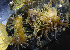  ( - CCDB 24005 E10)  @11 [ ] CreativeCommons - Attribution Non-Commercial Share-Alike (2018) Peter J. Bryant University of California, Irvine