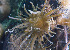  ( - CCDB 24005 E11)  @11 [ ] CreativeCommons - Attribution Non-Commercial Share-Alike (2018) Peter J. Bryant University of California, Irvine