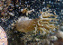  ( - CCDB 24005 E12)  @11 [ ] CreativeCommons - Attribution Non-Commercial Share-Alike (2018) Peter J. Bryant University of California, Irvine