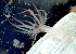  (Haliplanellidae - CCDB-25433-D01)  @11 [ ] CreativeCommons - Attribution Non-Commercial Share-Alike (2016) Peter J. Bryant University of California, Irvine