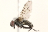  ( - BIOUG16992-D04)  @15 [ ] CreativeCommons - Attribution (2015) CBG Photography Group Centre for Biodiversity Genomics