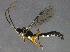  ( - BIOUG16992-E12)  @13 [ ] CreativeCommons - Attribution (2015) CBG Photography Group Centre for Biodiversity Genomics