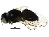  ( - BIOUG17040-D06)  @14 [ ] CreativeCommons - Attribution (2015) CBG Photography Group Centre for Biodiversity Genomics
