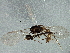  ( - BIOUG03240-E08)  @12 [ ] CreativeCommons - Attribution (2013) CBG Photography Group Centre for Biodiversity Genomics