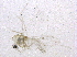  ( - BIOUG03284-F11)  @13 [ ] CreativeCommons - Attribution (2014) CBG Photography Group Centre for Biodiversity Genomics