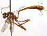  (Erigorgus stenotus - BIOUG03281-B01)  @14 [ ] CreativeCommons - Attribution (2012) CBG Photography Group Centre for Biodiversity Genomics