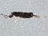  ( - BIOUG03454-A03)  @13 [ ] CreativeCommons - Attribution (2012) CBG Photography Group Centre for Biodiversity Genomics