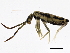  ( - BIOUG03454-E01)  @15 [ ] CreativeCommons - Attribution (2012) CBG Photography Group Centre for Biodiversity Genomics