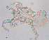  ( - BIOUG03583-H03)  @12 [ ] CreativeCommons - Attribution (2013) CBG Photography Group Centre for Biodiversity Genomics