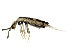 ( - BIOUG03583-A01)  @15 [ ] CreativeCommons - Attribution (2012) CBG Photography Group Centre for Biodiversity Genomics