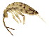  ( - BIOUG03583-B09)  @15 [ ] CreativeCommons - Attribution (2012) CBG Photography Group Centre for Biodiversity Genomics