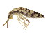  ( - BIOUG03583-C12)  @15 [ ] CreativeCommons - Attribution (2012) CBG Photography Group Centre for Biodiversity Genomics