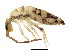  ( - BIOUG03583-D08)  @15 [ ] CreativeCommons - Attribution (2012) CBG Photography Group Centre for Biodiversity Genomics