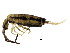  ( - BIOUG03583-D09)  @15 [ ] CreativeCommons - Attribution (2012) CBG Photography Group Centre for Biodiversity Genomics