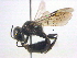  ( - BIOUG03790-B10)  @13 [ ] CreativeCommons - Attribution (2012) CBG Photography Group Centre for Biodiversity Genomics