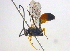 (Dusona variabilis - BIOUG03790-C08)  @13 [ ] CreativeCommons - Attribution (2012) CBG Photography Group Centre for Biodiversity Genomics