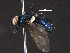  ( - BIOUG03642-D02)  @13 [ ] CreativeCommons - Attribution (2012) CBG Photography Group Centre for Biodiversity Genomics