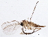 ( - BIOUG03795-F06)  @14 [ ] CreativeCommons - Attribution (2013) CBG Photography Group Centre for Biodiversity Genomics