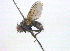  ( - BIOUG03975-H01)  @13 [ ] CreativeCommons - Attribution (2012) CBG Photography Group Centre for Biodiversity Genomics