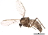  (Metriocnemus sp. 4ES - BIOUG04013-A01)  @14 [ ] CreativeCommons - Attribution (2013) CBG Photography Group Centre for Biodiversity Genomics