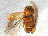  (Trypodendron rufitarse - BIOUG03582-C12)  @12 [ ] CreativeCommons - Attribution (2013) CBG Photography Group Centre for Biodiversity Genomics