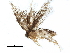  ( - BIOUG11598-G10)  @13 [ ] CreativeCommons - Attribution (2015) CBG Photography Group Centre for Biodiversity Genomics