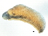  ( - BIOUG12146-E06)  @13 [ ] CreativeCommons - Attribution (2014) CBG Photography Group Centre for Biodiversity Genomics