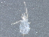  (Curteria - BIOUG17219-E06)  @13 [ ] CreativeCommons - Attribution (2015) CBG Photography Group Centre for Biodiversity Genomics